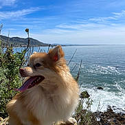 Athena joined the competition — help win amazing prizes! dog, fluffy, tongue_out, outdoor, ocean, cliff, rocks, sky, blue_sky, water, waves, sunny, nature, greenery, plants, pet, happy, portrait, animal, landscape