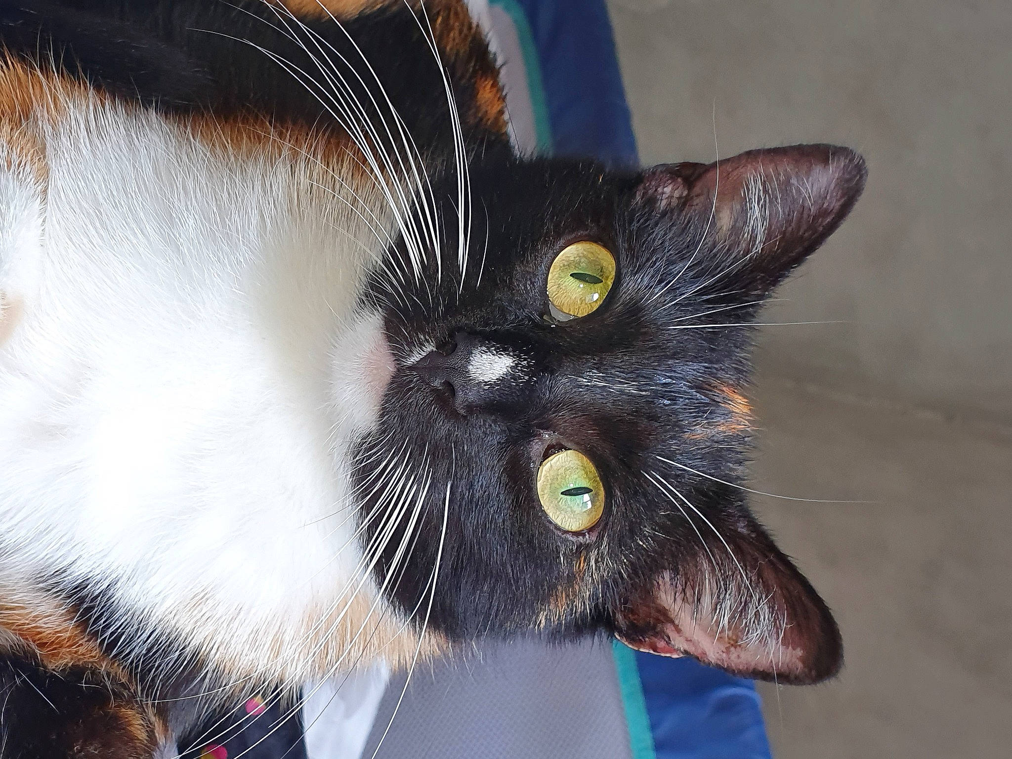 Willow participe au concours pour gagner de l'argent avec cette photo : art, black_cat, carnivore, cat, claw, close_up, domestic_short_haired_cat, ear, eye, felidae, fur, head, iris, nose, paw, small_to_medium_sized_cats, snout, tail, whiskers, window