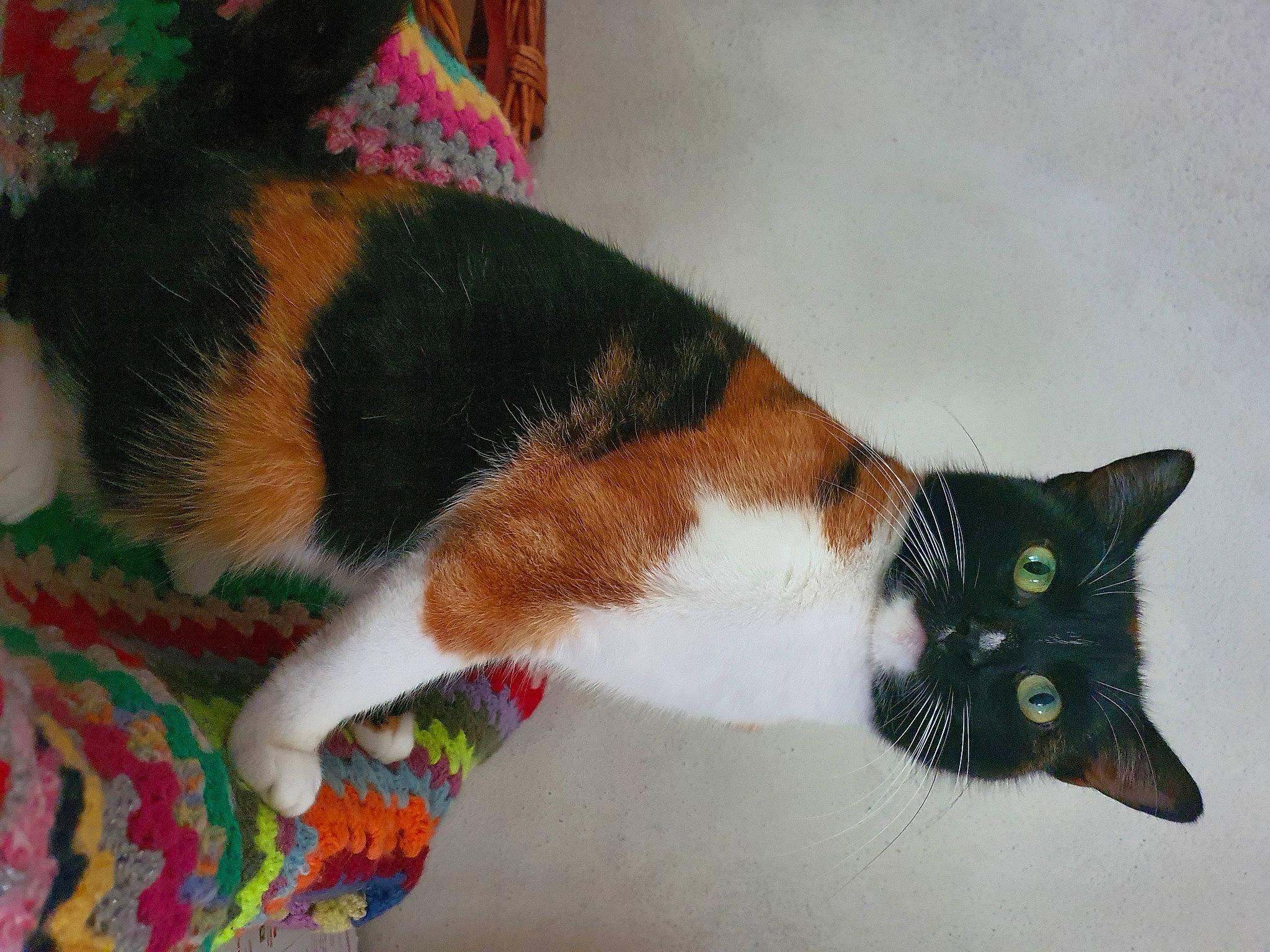 Willow a rejoint le concours — aidez-le/la à gagner de superbes lots ! art, carnivore, cat, claw, comfort, dog_breed, domestic_short_haired_cat, fawn, felidae, fur, human_leg, leg, linens, paw, plant, small_to_medium_sized_cats, snout, tail, toy, whiskers