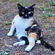 Willow participe au concours pour gagner de l'argent avec cette photo : cat, calico_cat, animal, pet, outdoor, green_eyes, fur, whiskers, sitting, ground, nature, mammal, cute, portrait, looking_at_camera, relaxed, wildlife, close_up, feline, domestic_animal