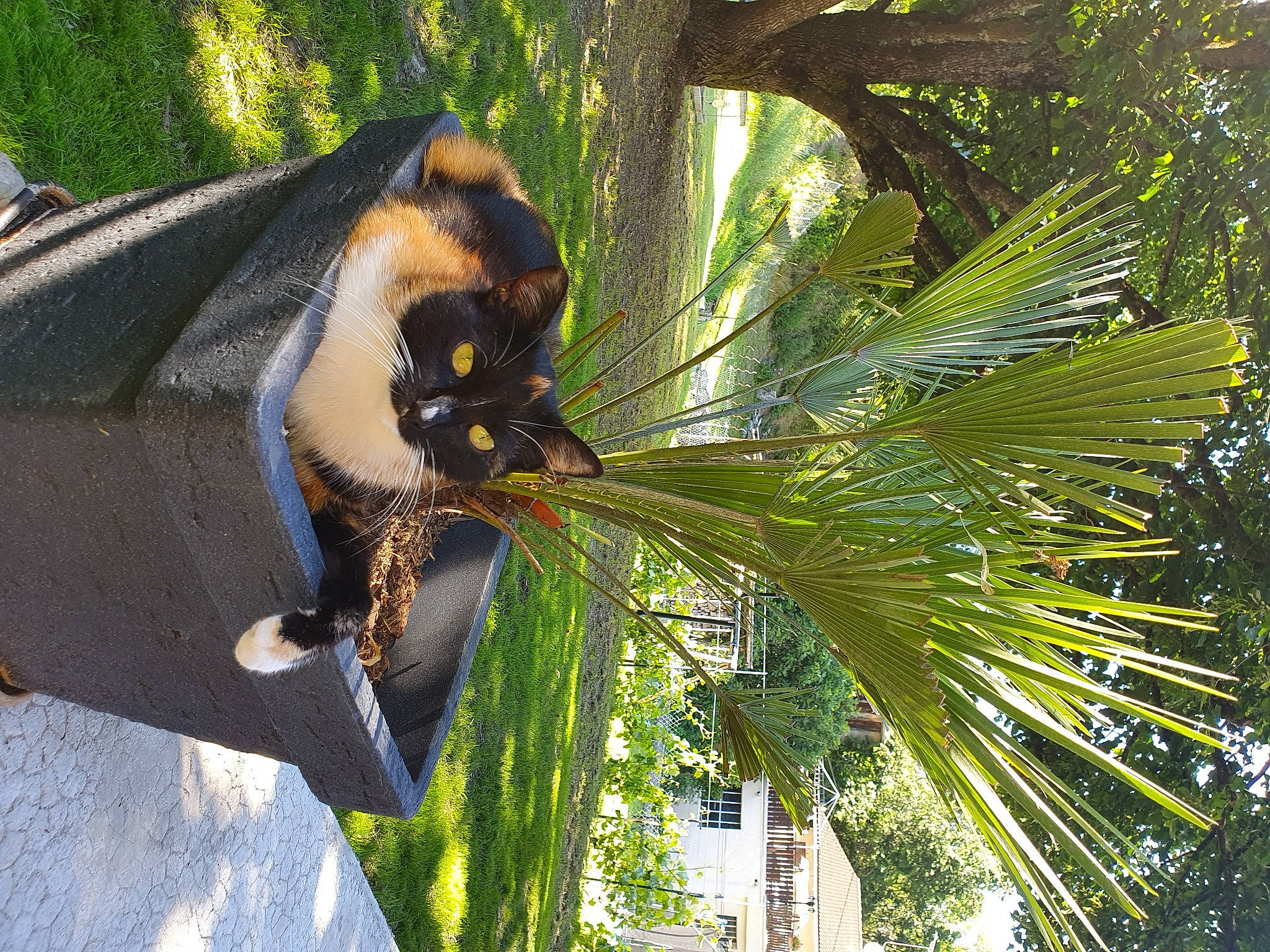 Willow participe au concours pour gagner de l'argent avec cette photo : arecales, botany, branch, carnivore, cat, desert_palm, felidae, grass, leaf, palm_tree, plant, small_to_medium_sized_cats, sunglasses, tail, terrestrial_animal, terrestrial_plant, tree, trunk, whiskers, window