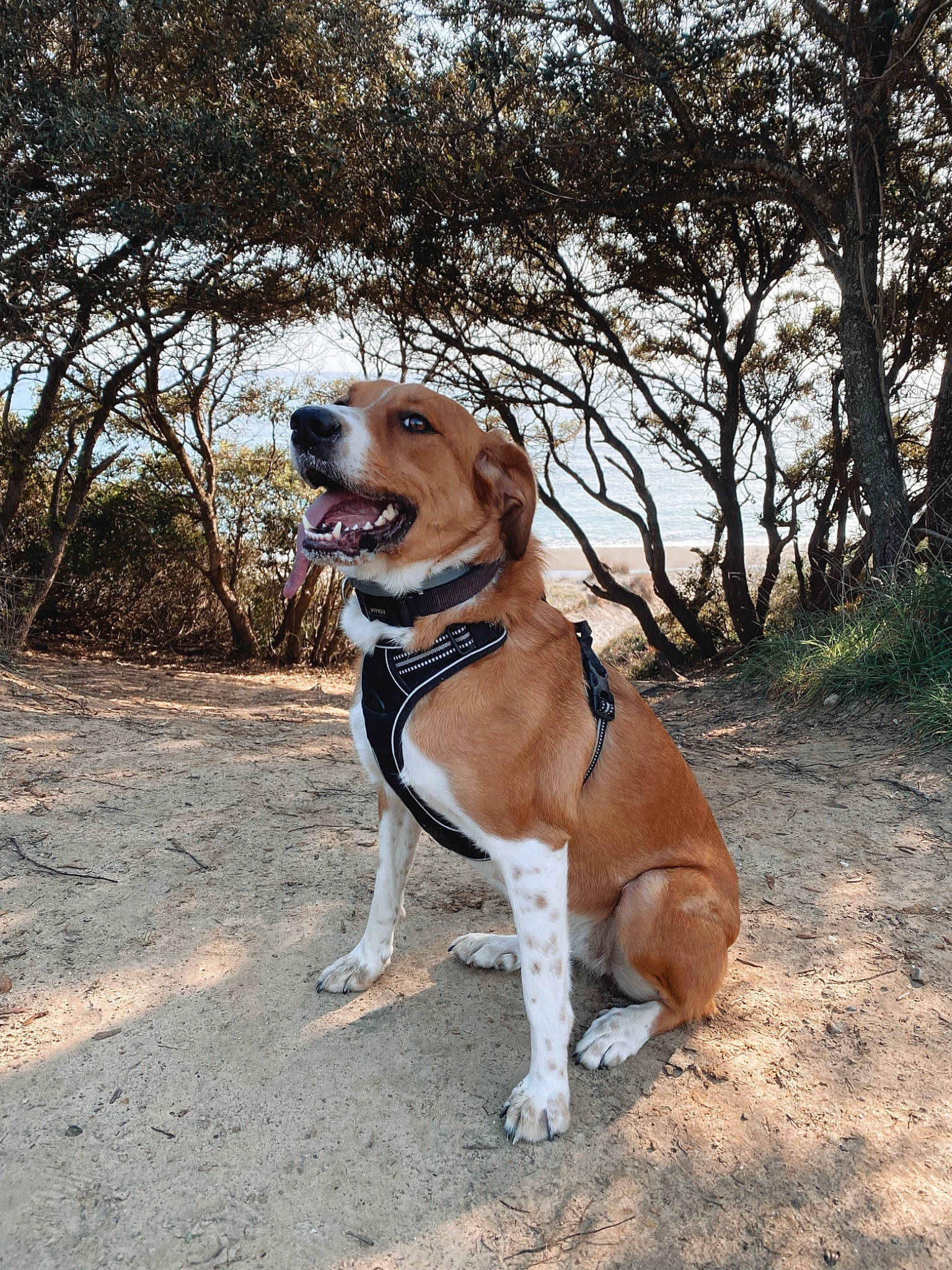 Laya a rejoint le concours — aidez-le/la à gagner de superbes lots ! adventure, canidae, carnivore, collar, companion_dog, dog, dog_breed, dog_collar, dog_supply, fawn, hound, landscape, leash, pet_supply, plant, snout, tail, trail, tree, working_animal