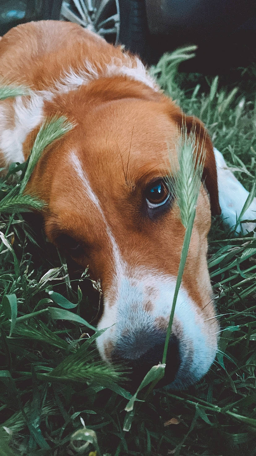 Laya participe au concours pour gagner de l'argent avec cette photo : canidae, carnivore, companion_dog, dog, dog_breed, eye, fawn, fur, grass, hunting_dog, liver, plant, snout, sporting_group, terrestrial_animal, whiskers, wildlife, working_animal