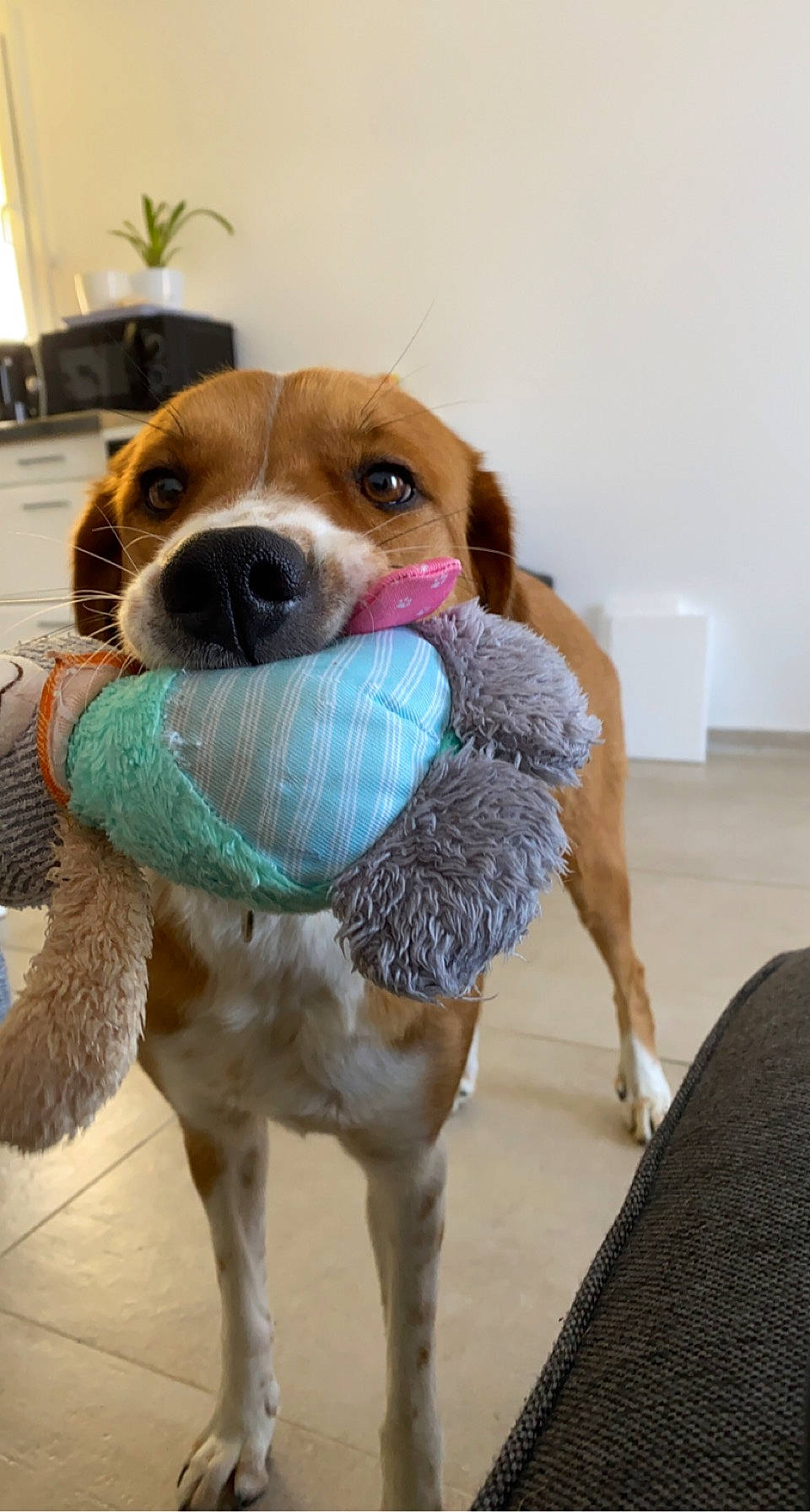 Laya participe au concours pour gagner de l'argent avec cette photo : canidae, carnivore, collar, companion_dog, dog, dog_breed, dog_clothes, dog_collar, dog_supply, fawn, fur, houseplant, leash, pet_supply, snout, sporting_group, tail, toy, whiskers, working_animal