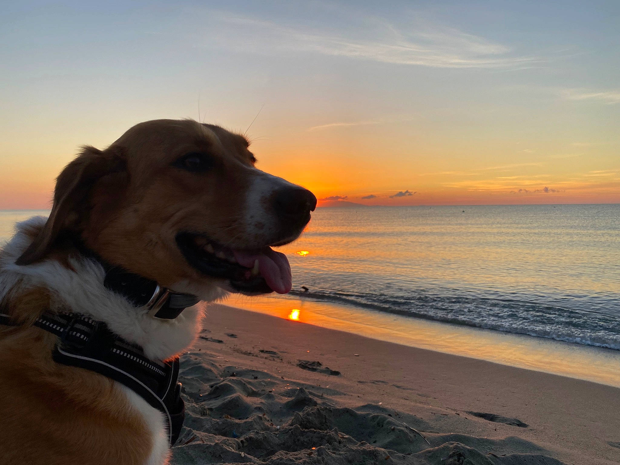 Laya a rejoint le concours — aidez-le/la à gagner de superbes lots ! afterglow, beach, carnivore, cloud, collar, companion_dog, dog, dog_breed, dog_collar, fawn, happy, horizon, landscape, ocean, retriever, sand, sky, sunlight, sunrise, water