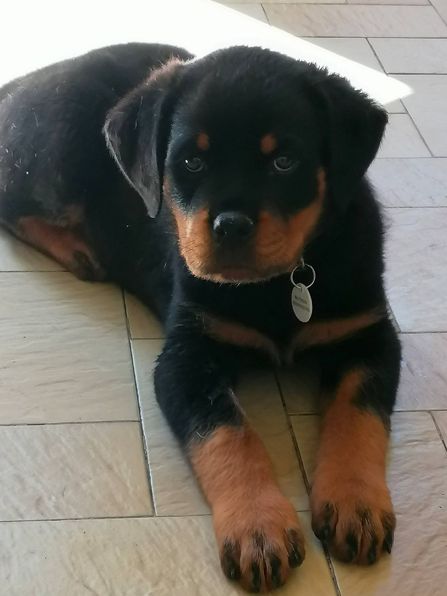 Stalone participe au concours pour gagner de l'argent avec cette photo : beaglier, canidae, carnivore, collar, companion_dog, dog, dog_breed, fawn, fur, guard_dog, liver, paw, pet_supply, rottweiler, snout, sporting_group, terrestrial_animal, whiskers, working_animal, working_dog