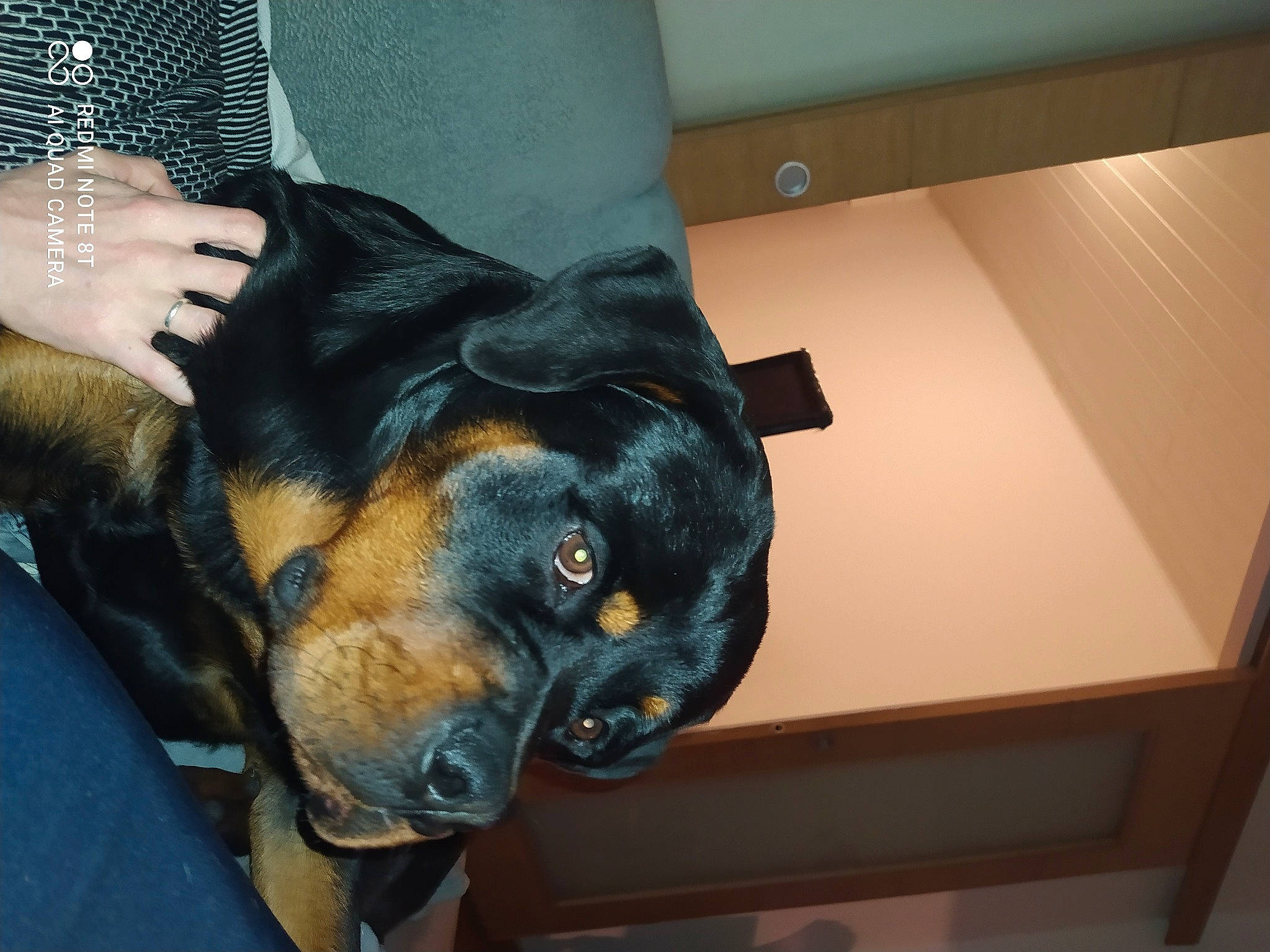 Stalone a rejoint le concours — aidez-le/la à gagner de superbes lots ! canidae, carnivore, comfort, companion_dog, dog, dog_breed, fawn, fur, gesture, guard_dog, hardwood, human_leg, nail, paw, puppy, sporting_group, wood, working_animal, working_dog, wrist