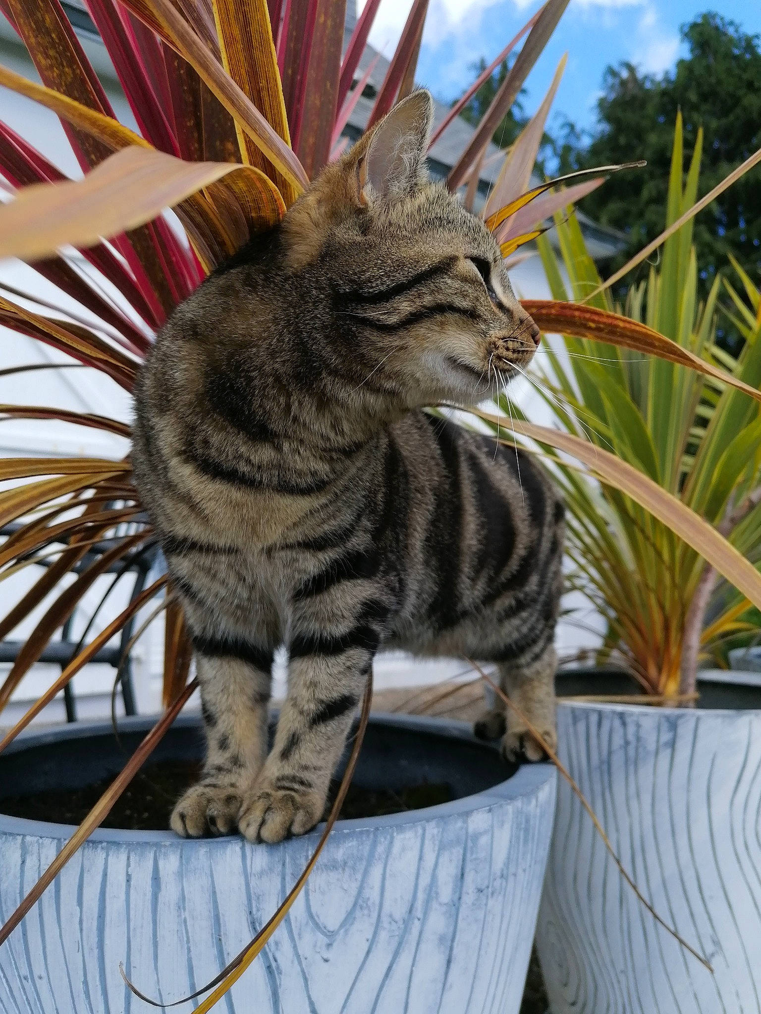 Pops a rejoint le concours — aidez-le/la à gagner de superbes lots ! american_shorthair, asian, carnivore, cat, domestic_short_haired_cat, dragon_li, european_shorthair, fawn, felidae, grass, kitten, mammal, ocicat, pixie_bob, plant, small_to_medium_sized_cats, tabby_cat, toyger, tree, whiskers