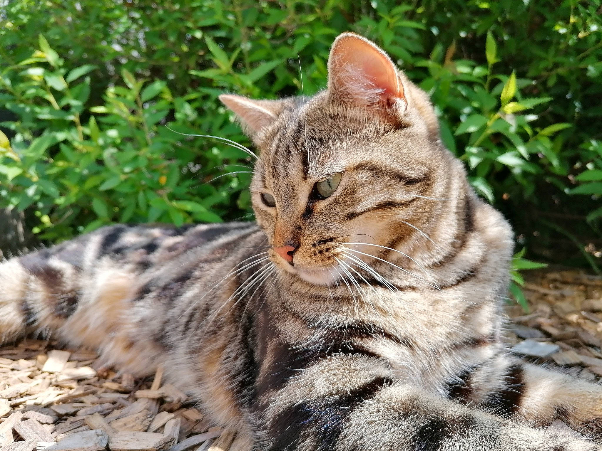 Pops participe au concours pour gagner de l'argent avec cette photo : american_shorthair, asian, bengal, california_spangled, carnivore, cat, domestic_short_haired_cat, dragon_li, european_shorthair, felidae, grass, mammal, pixie_bob, rusty_spotted_cat, small_to_medium_sized_cats, snout, tabby_cat, vertebrate, whiskers, wild_cat