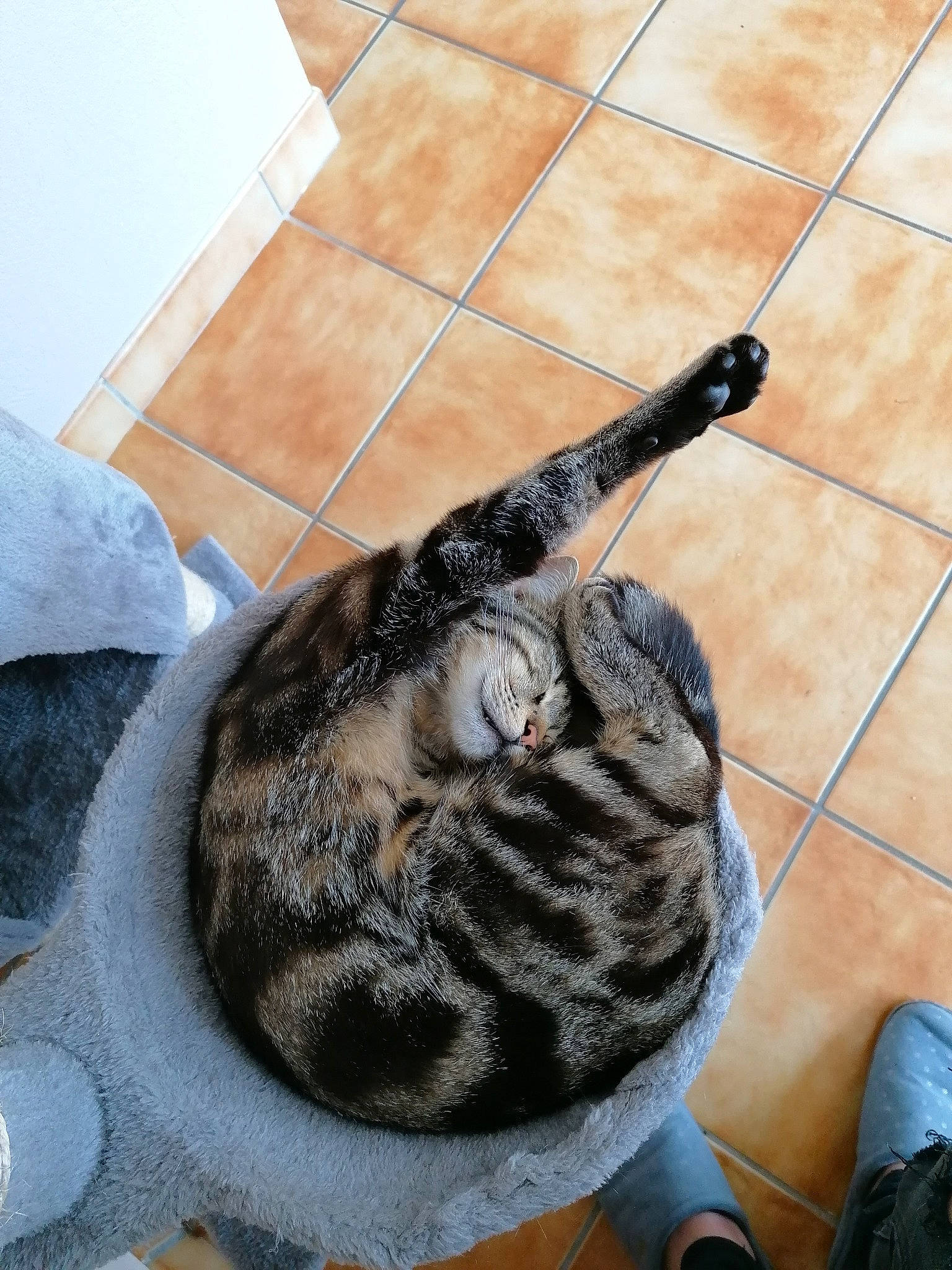 Pops participe au concours pour gagner de l'argent avec cette photo : american_shorthair, bengal, carnivore, cat, domestic_short_haired_cat, dragon_li, egyptian_mau, european_shorthair, felidae, ocicat, small_to_medium_sized_cats, snout, tabby_cat, whiskers