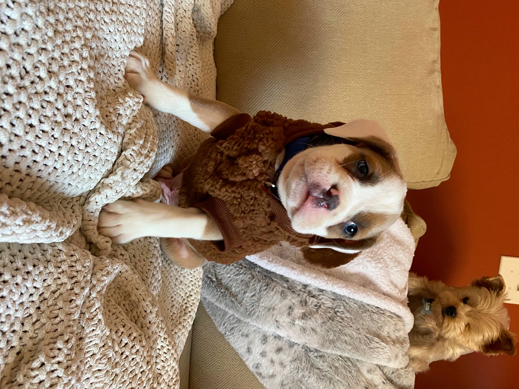 Jason joined the competition — help win amazing prizes! carnivore, comfort, companion_dog, couch, dog, dog_breed, dog_supply, ear, eye, eyewear, fawn, fur, glasses, linens, sleeve, snout, sunglasses, whiskers, wood, working_animal