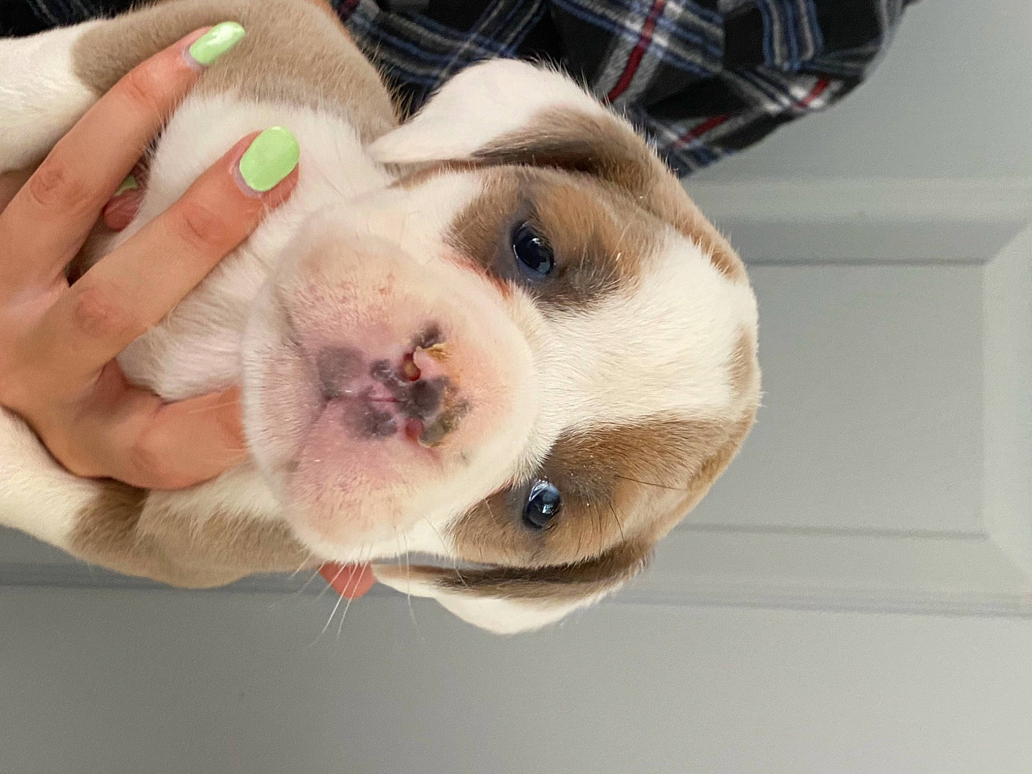 Jason is registered to the contest to win money with this photo: canidae, carnivore, collar, companion_dog, dog, dog_breed, ear, fawn, fur, nail, non_sporting_group, paw, scar, snout, sporting_group, terrestrial_animal, whiskers, working_animal