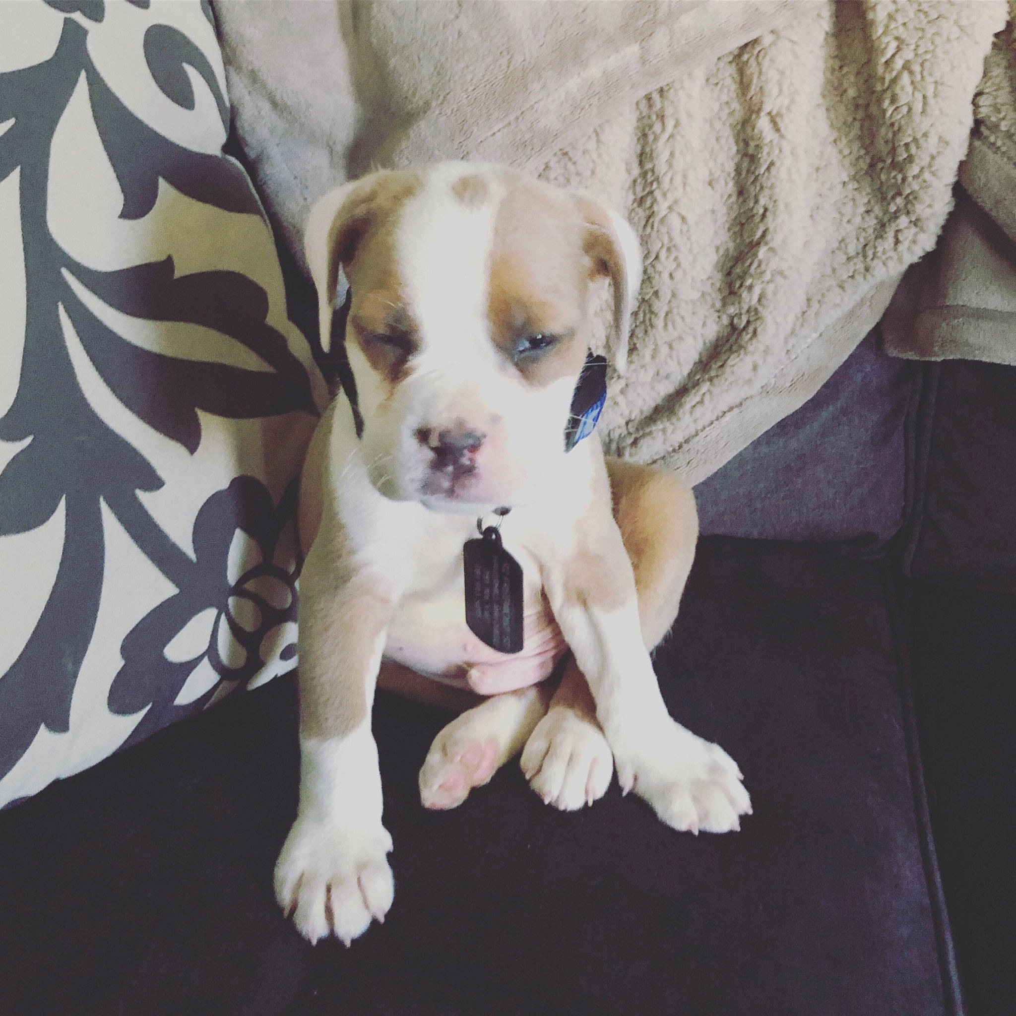 Jason joined the competition — help win amazing prizes! bored, carnivore, comfort, companion_dog, dog, dog_breed, dog_supply, fawn, fur, linens, paw, pet_supply, puppy_love, snout, sporting_group, tail, toy_dog, whiskers, working_animal, wrinkle