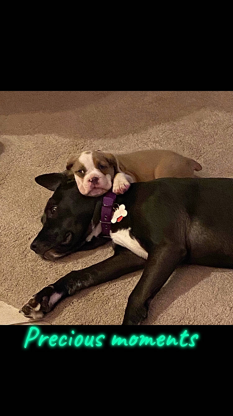 Jason joined the competition — help win amazing prizes! canidae, carnivore, companion_dog, darkness, dog_breed, eye, fawn, fictional_character, flash_photography, formal_wear, fur, gesture, grass, hair, happy, magenta, snout, sporting_group, vertebrate, working_animal