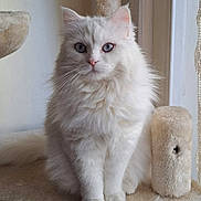 Zirna participe au concours pour gagner de l'argent avec cette photo : cat, white_cat, blue_eyes, fluffy, sitting, indoor, cat_tree, feline, pet, animal, soft_light, calm, cozy, portrait, fur, window, home, domestic_cat, cute, relaxed