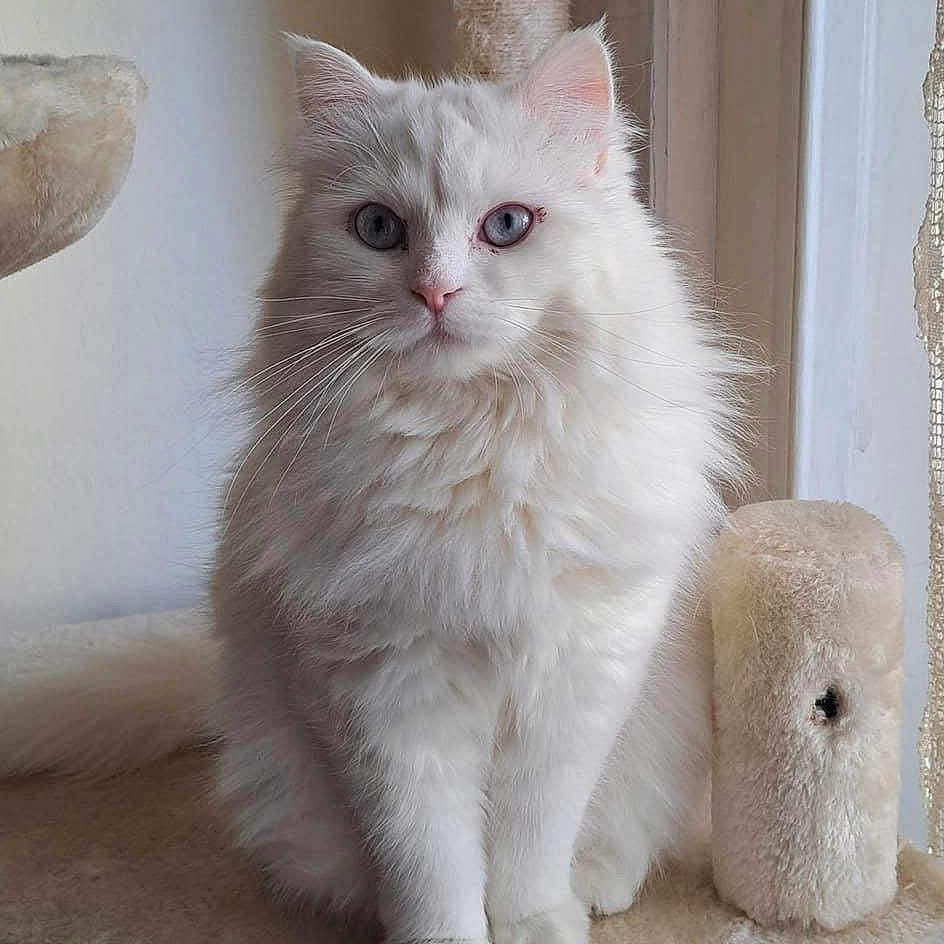 Zirna participe au concours pour gagner de l'argent avec cette photo : cat, white_cat, blue_eyes, fluffy, sitting, indoor, cat_tree, feline, pet, animal, soft_light, calm, cozy, portrait, fur, window, home, domestic_cat, cute, relaxed