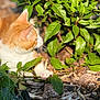 Caramel a rejoint le concours — aidez-le/la à gagner de superbes lots ! animal, cat, closeup, curious, daylight, feline, flora, garden, green_leaves, ground, nature, orange_cat, outdoor, paw, pet, plants, relaxed, sunlight, white_cat, wood_chips