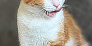 Caramel a rejoint le concours — aidez-le/la à gagner de superbes lots ! animal, cat, close_up, curious, cute, domestic_cat, ears, eyes, feline, fur, indoor, mammal, orange_and_white, pet, playful, portrait, sitting, soft_background, tongue_out, whiskers