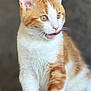 animal, cat, close_up, curious, cute, domestic_cat, ears, eyes, feline, fur, indoor, mammal, orange_and_white, pet, playful, portrait, sitting, soft_background, tongue_out, whiskers