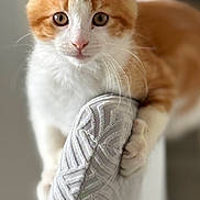 Caramel a rejoint le concours — aidez-le/la à gagner de superbes lots ! animal, cat, chair, clawing, close_up, curious, cute, domestic, ears, feline, focused, indoor, kitten, orange_cat, pet, soft_light, textured_fabric, whiskers, white_cat, young_cat