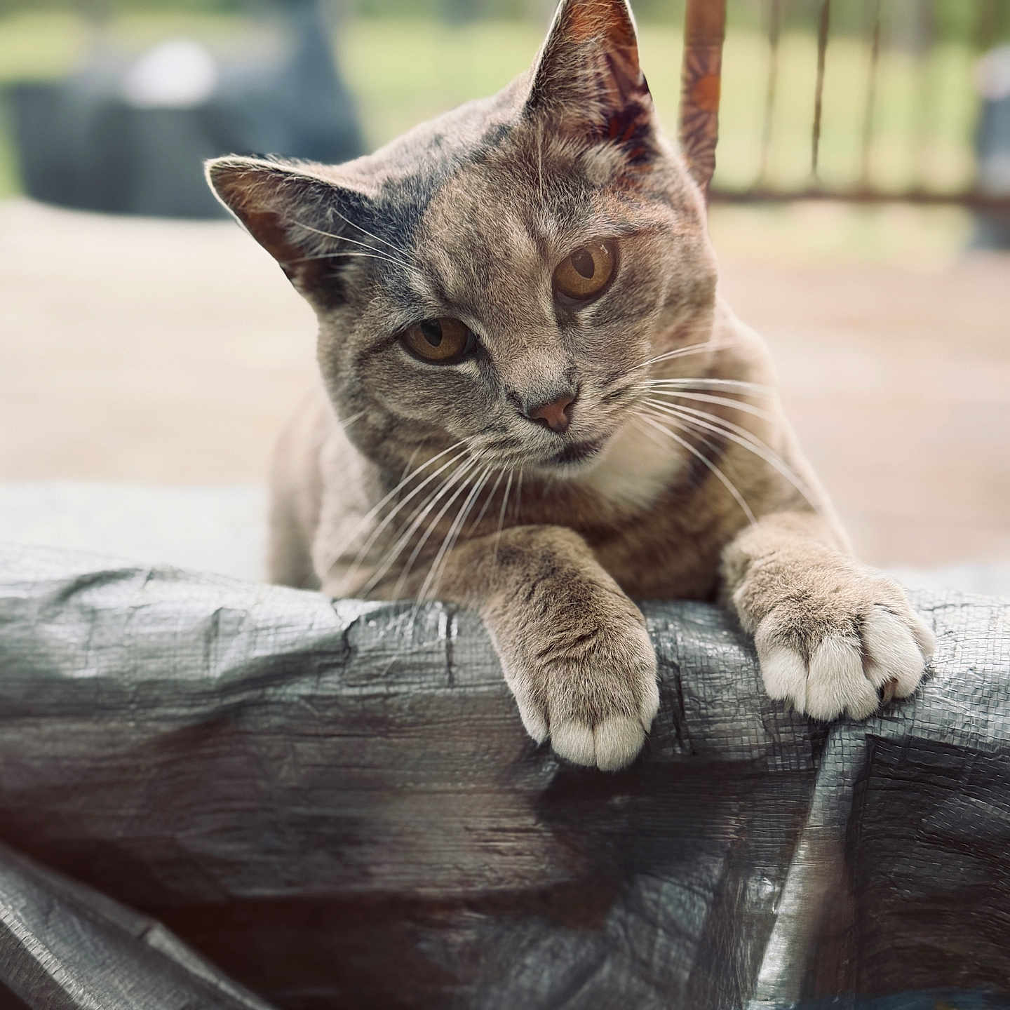 Middy is registered to the contest to win money with this photo: cat, animal, pet, curious, paws, fur, whiskers, outdoor, blurred_background, amber_eyes, portrait, closeup, texture, playful, feline, ears, claws, nature, daylight, focus