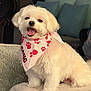 dog, white_dog, bandana, pink_bandana, paw_prints, pet, cute, fluffy, happy, smiling, indoor, cushions, furniture, cozy, portrait, sitting, animal, companion, domestic_animal, friendly