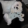 Lilly is registered to the contest to win money with this photo: dog, white_dog, polka_dot_sweater, sweater, black_leather_chair, sparkling_pillow, silver_pillow, cute, pet, indoor, cozy, fluffy, small_dog, sitting, fur, animal, companion, domestic_animal, portrait, looking_up