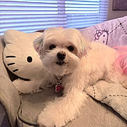 Lilly joined the competition — help win amazing prizes! dog, white_dog, small_dog, fluffy, pet, indoor, bed, blanket, pillow, hello_kitty, window, blinds, cozy, cute, animal, fur, collar, relaxed, resting, soft