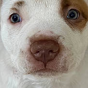 Lucky joined the competition — help win amazing prizes! puppy, dog, close_up, portrait, white_fur, brown_patch, pink_nose, blue_eyes, glossy_eyes, cute, adorable, face, muzzle, nose, whiskers, fur, animal, pet, indoors, photography