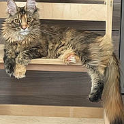 Beïla participe au concours pour gagner de l'argent avec cette photo : cat, fluffy, long_hair, maine_coon, feline, pet, animal, portrait, lounging, sitting, paws, tail, whiskers, ears, fur, tabby, brown, gray, window, indoor