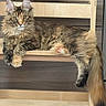 cat, fluffy, long_hair, maine_coon, feline, pet, animal, portrait, lounging, sitting, paws, tail, whiskers, ears, fur, tabby, brown, gray, window, indoor