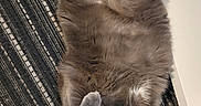 Ophélia a rejoint le concours — aidez-le/la à gagner de superbes lots ! animal, belly_up, cat, cute, domestic_cat, feline, fluffy, fur, grey_cat, indoor, lying_down, patterned_rug, paws, pet, relaxed, resting, rug, table_leg, whiskers, yellow_eyes