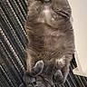 animal, belly_up, cat, cute, domestic_cat, feline, fluffy, fur, grey_cat, indoor, lying_down, patterned_rug, paws, pet, relaxed, resting, rug, table_leg, whiskers, yellow_eyes