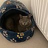 Ophélia participe au concours pour gagner de l'argent avec cette photo : animal, carpet, cat, comfort, cozy, cute, domestic_cat, feline, fur, gray_cat, green_eyes, home, indoor, looking, paw_prints, pet_bed, quiet, radiator, relaxed, resting