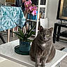 Ophélia a rejoint le concours — aidez-le/la à gagner de superbes lots ! bookshelf, cat, coffee_table, cozy, decor, domestic_cat, feline, flower_pot, furniture, gray_cat, green_eyes, home, houseplant, indoor, living_room, orchid, pet, plant, sitting, tablecloth