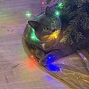 Ophélia a rejoint le concours — aidez-le/la à gagner de superbes lots ! animal, cat, christmas_decor, christmas_tree, colorful_lights, cozy, curious, decorations, festive, gray_cat, holiday_lights, holiday_season, indoor, ornament, pet, red_bauble, relaxed, tree_skirt, wooden_floor, wrapped_in_lights