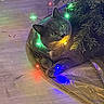 animal, cat, christmas_decor, christmas_tree, colorful_lights, cozy, curious, decorations, festive, gray_cat, holiday_lights, holiday_season, indoor, ornament, pet, red_bauble, relaxed, tree_skirt, wooden_floor, wrapped_in_lights