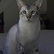 Undo participe au concours pour gagner de l'argent avec cette photo : cat, indoor, pet, animal, feline, bed, resting, ears, whiskers, eyes, stairs, door, fur, sitting, looking, domestic, cozy, quiet, shadow, home