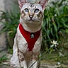 Undo participe au concours pour gagner de l'argent avec cette photo : cat, blue_eyes, red_harness, sitting, stone_path, outdoor, plants, greenery, fur, pet, animal, portrait, whiskers, ears, nature, close_up, domestic_cat, focused, background_blur, calm