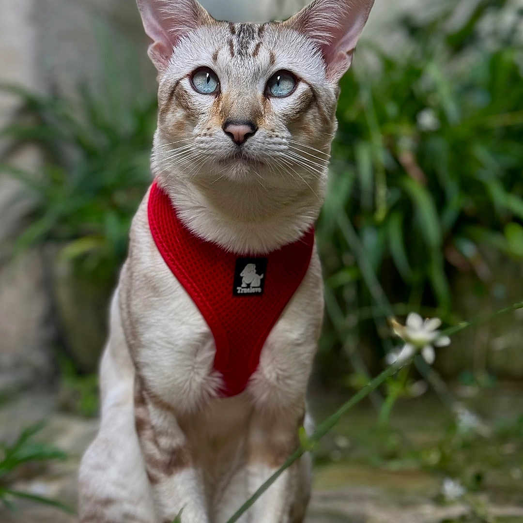Undo participe au concours pour gagner de l'argent avec cette photo : cat, blue_eyes, red_harness, sitting, stone_path, outdoor, plants, greenery, fur, pet, animal, portrait, whiskers, ears, nature, close_up, domestic_cat, focused, background_blur, calm