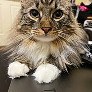 Bean is registered to the contest to win money with this photo: animal, cat, close_up, curious, cute, domestic_cat, eyes, face, feline, fluffy, fur, indoor, laptop, pet, portrait, relaxed, tabby, table, whiskers, white_paws