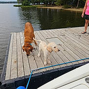 Coop is registered to the contest to win money with this photo: animal, canine, casual_clothing, dock, dog, footwear, lake, leash, nature, outdoor, person, pet, recreation, relaxation, shore, summer, trees, water, wet, wooden_planks