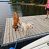 animal, canine, casual_clothing, dock, dog, footwear, lake, leash, nature, outdoor, person, pet, recreation, relaxation, shore, summer, trees, water, wet, wooden_planks