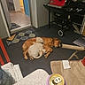 Coop is registered to the contest to win money with this photo: canine, cardboard_box, cardboard_tube, chair, companion, cozy, dog, domestic, doorway, floor, furniture, grill, home, indoor, pet, quiet, relaxing, resting, rug, sleeping