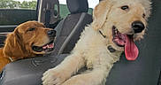 Coop is registered to the contest to win money with this photo: animal, car_interior, collar, daytime, dog, fur, golden_retriever, happy, headrest, indoor, pet, playful, puppy, resting, seat, seatbelt, smiling, tongue_out, vehicle, window