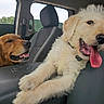 animal, car_interior, collar, daytime, dog, fur, golden_retriever, happy, headrest, indoor, pet, playful, puppy, resting, seat, seatbelt, smiling, tongue_out, vehicle, window