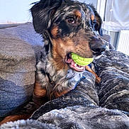 Smoky a rejoint le concours — aidez-le/la à gagner de superbes lots ! dog, tennis_ball, pet, indoor, blanket, couch, fur, playing, mouth, animal, cozy, relaxing, home, canine, closeup, brown, black, gray, furry, cute