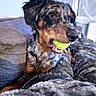 dog, tennis_ball, pet, indoor, blanket, couch, fur, playing, mouth, animal, cozy, relaxing, home, canine, closeup, brown, black, gray, furry, cute