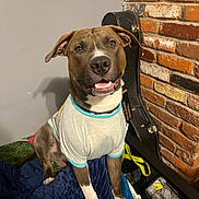 Necio joined the competition — help win amazing prizes! dog, pet, shirt, brown, white, blanket, indoor, brick_wall, guitar_case, happy, smiling, sitting, fur, ears, paws, nose, eyes, collar, furniture, cozy