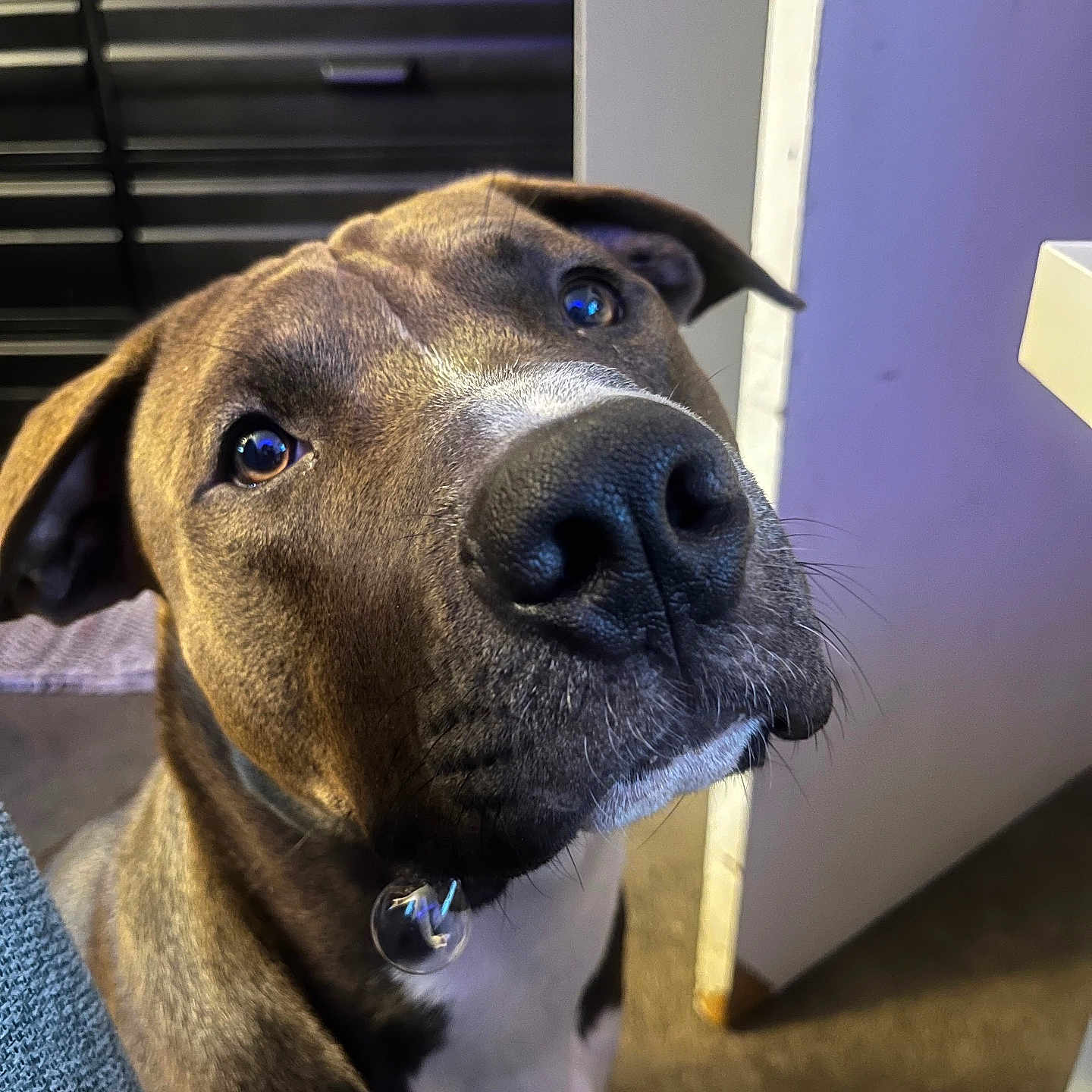 Necio is registered to the contest to win money with this photo: animal, bell, black_nose, brown_fur, canine, close_up, collar, curious, dog, ears, floor, furniture, indoor, looking_up, pet, portrait, snout, wall, whiskers, white_chest